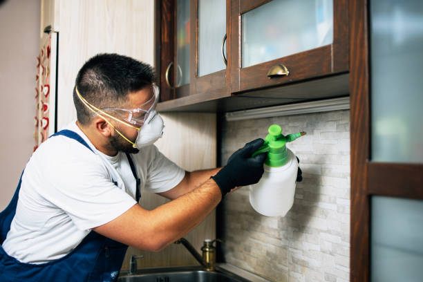 Best Termite Control Services  in Long Grove, IA
