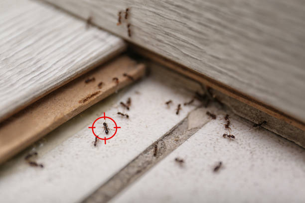 Best Ant Control Services  in Long Grove, IA