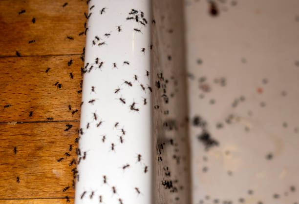 Best Emergency Pest Control  in Long Grove, IA
