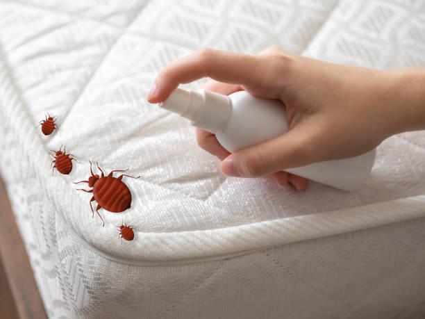 Best Bed Bug Extermination  in Long Grove, IA