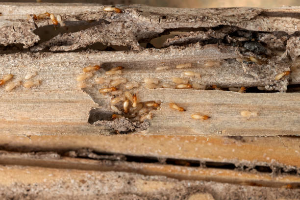 Best Mosquito Control Services  in Long Grove, IA